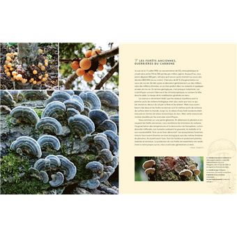 Hallucinants champignons - Leurs extraordinaires pouvoirs sur la santé, l'esprit et la planète