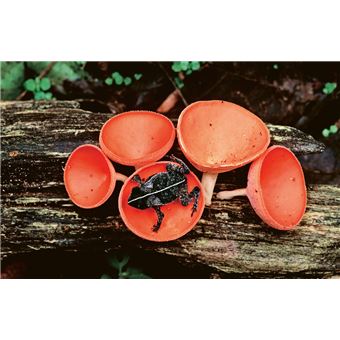 Hallucinants champignons - Leurs extraordinaires pouvoirs sur la santé, l'esprit et la planète