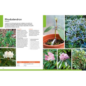 Greffer facilement - Les arbres fruitiers et d'ornement