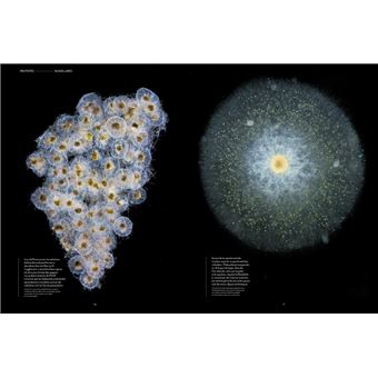 Plancton - Aux origines du vivant