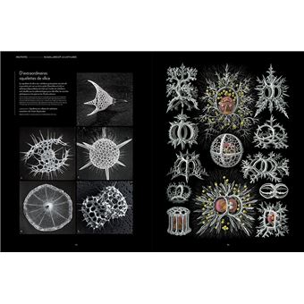 Plancton - Aux origines du vivant