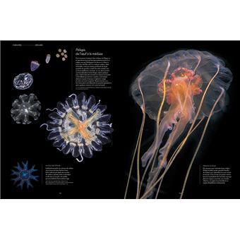 Plancton - Aux origines du vivant