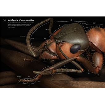 Fourmis - Vie et intelligence collective d'une colonie