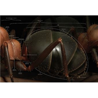 Fourmis - Vie et intelligence collective d'une colonie