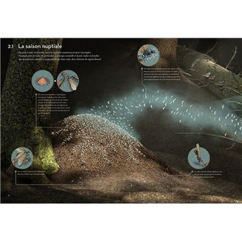 Fourmis - Vie et intelligence collective d'une colonie