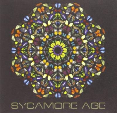 Sycamore age