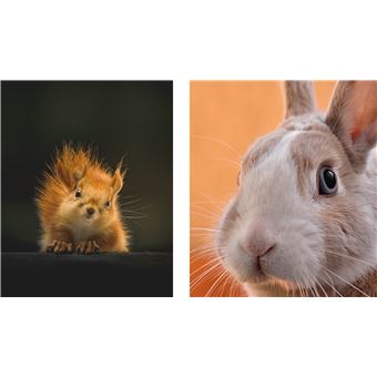 Des photos d'animaux trop mignons