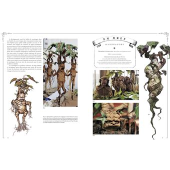 La collection Harry Potter au cinéma, vol. 5 : Les compagnons, les plantes et les métamorphes