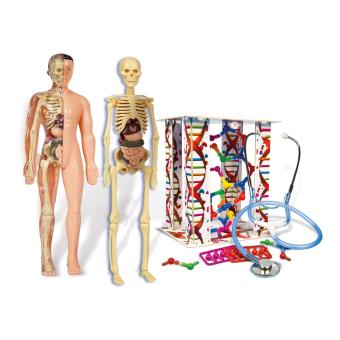Le corps humain - Jeux scientifiques - STEM - Jeux éducatifs