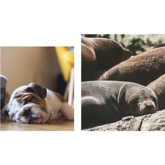 Des photos d'animaux qui font dodo