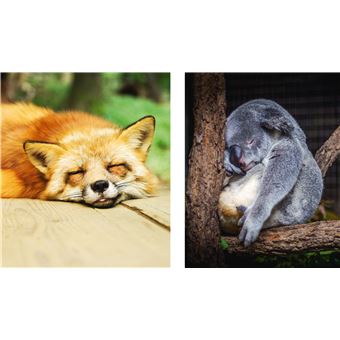 Des photos d'animaux qui font dodo