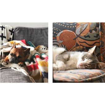 Des photos d'animaux qui font dodo