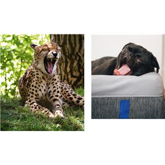 Des photos d'animaux qui font dodo