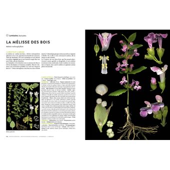 Encyclopédie des plantes libres - Toutes les familles de plantes à fleurs sauvages d'Europe
