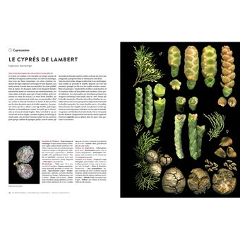 Encyclopédie des plantes libres - Toutes les familles de plantes à fleurs sauvages d'Europe