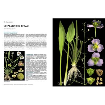 Encyclopédie des plantes libres - Toutes les familles de plantes à fleurs sauvages d'Europe
