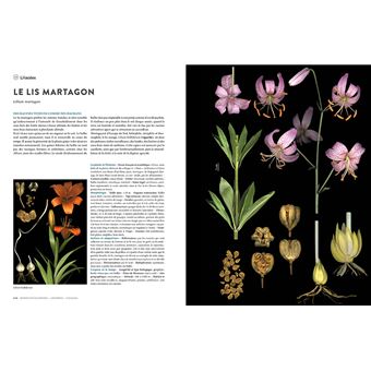 Encyclopédie des plantes libres - Toutes les familles de plantes à fleurs sauvages d'Europe