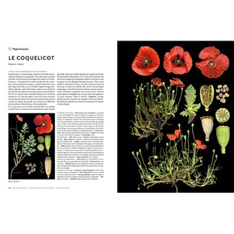 Encyclopédie des plantes libres - Toutes les familles de plantes à fleurs sauvages d'Europe