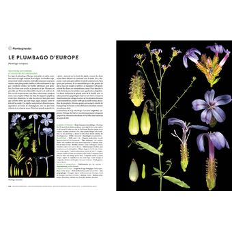 Encyclopédie des plantes libres - Toutes les familles de plantes à fleurs sauvages d'Europe