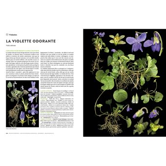 Encyclopédie des plantes libres - Toutes les familles de plantes à fleurs sauvages d'Europe