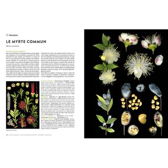 Encyclopédie des plantes libres - Toutes les familles de plantes à fleurs sauvages d'Europe