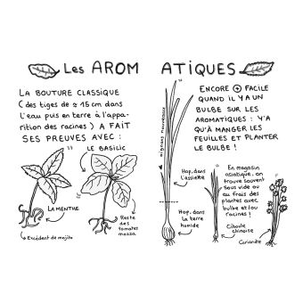 Comment avoir des plantes gratuites chez soi ?