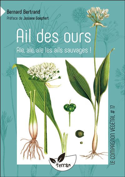 Ail des ours aie aie aie les ails sauvages