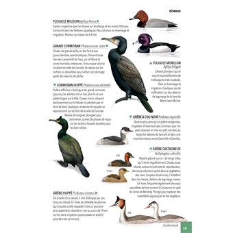 Faune & flore de la Baie du Mont Saint-Michel