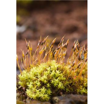 Mousses et Hépatiques de France - 3ème édition