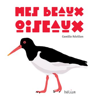 Beaux Oiseaux Colorés