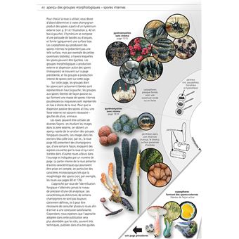 Champignons d'Europe temperee (2 volumes)