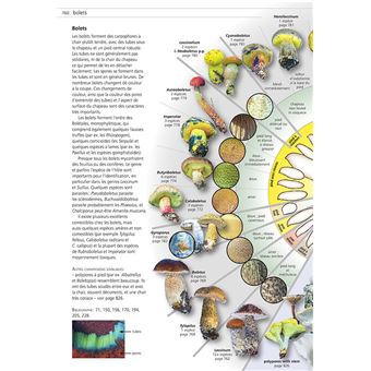 Champignons d'Europe temperee (2 volumes)