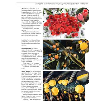 Champignons d'Europe temperee (2 volumes)