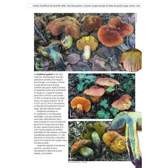 Champignons d'Europe temperee (2 volumes)