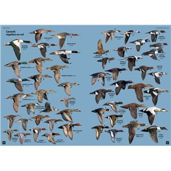 Guide des Oiseaux d'Europe