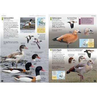 Guide des Oiseaux d'Europe