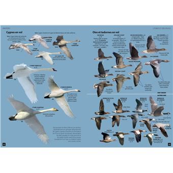 Guide des Oiseaux d'Europe