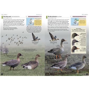 Guide des Oiseaux d'Europe