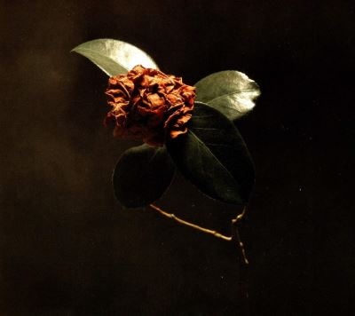 YOUNG SICK CAMELLIA/LP