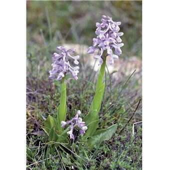 Orchidées d'Europe et de Méditerranée