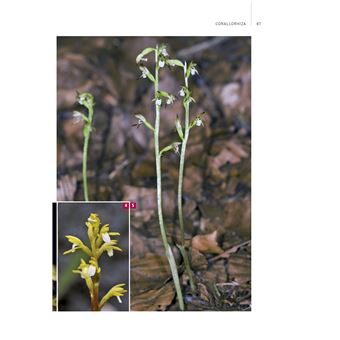 Orchidées d'Europe et de Méditerranée