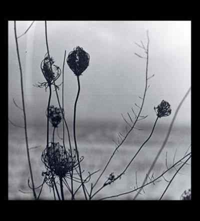Placid Inclus coupon MP3