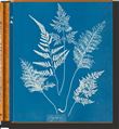 Anna Atkins. Cyanotypes