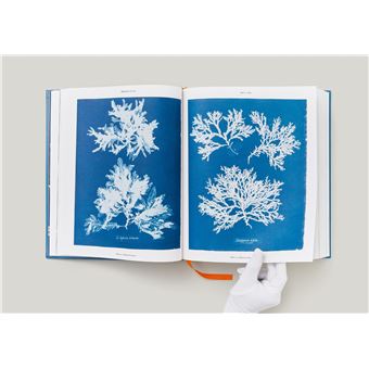 Anna Atkins. Cyanotypes