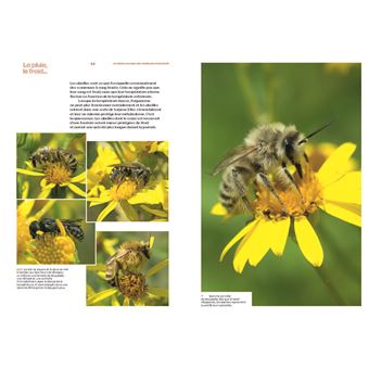 Découvrir les abeilles sauvages