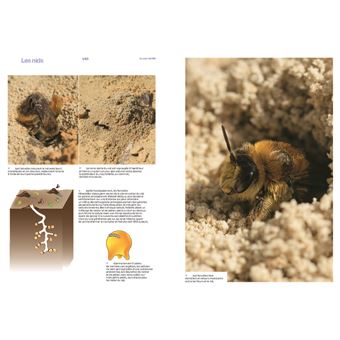 Découvrir les abeilles sauvages