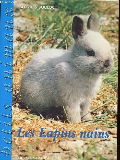 Lapin nain