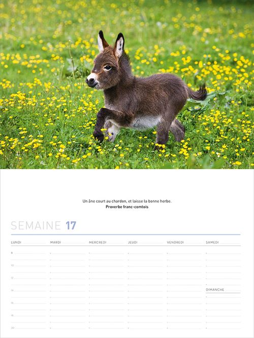 Calendrier 52 Semaines Bebes Animaux Rigolos Relie Collectif Achat Livre Fnac