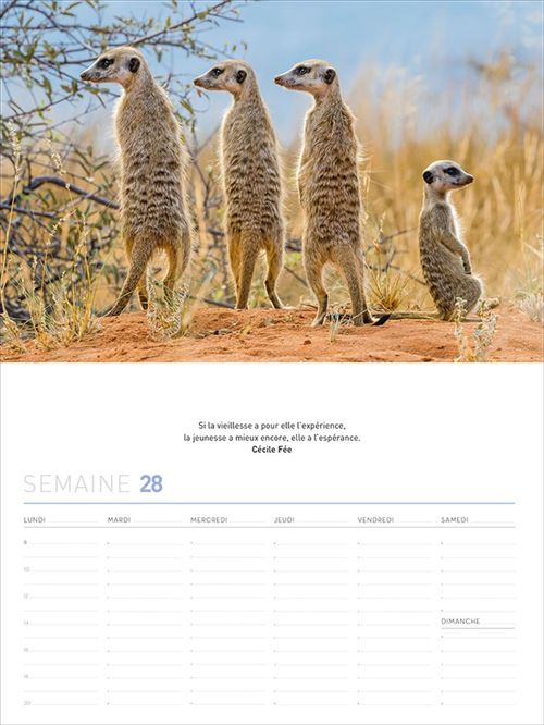 Calendrier 52 Semaines Bebes Animaux Rigolos Relie Collectif Achat Livre Fnac