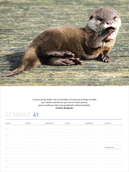 Calendrier 52 Semaines Bebes Animaux Rigolos Relie Collectif Achat Livre Fnac